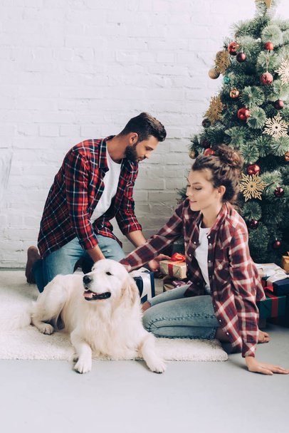 young woman petting adorable golden retriever while her boyfriend putting gift box under christmas tree at home - Photo, image
