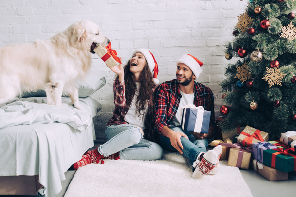 laughing girl in santa hat putting present box in mouth of golden retriever while her boyfriend sitting near at home - Foto, imagen