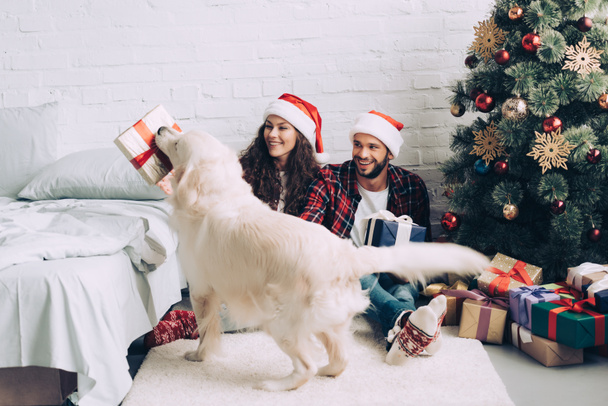 golden retriever avec boîte cadeau dans la bouche debout près de couple heureux dans chapeaux Santa sur Noël à la maison
 - Photo, image