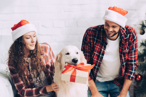 adorabile golden retriever con confezione regalo in bocca e coppia in cappelli di Babbo Natale a Natale a casa
 - Foto, immagini