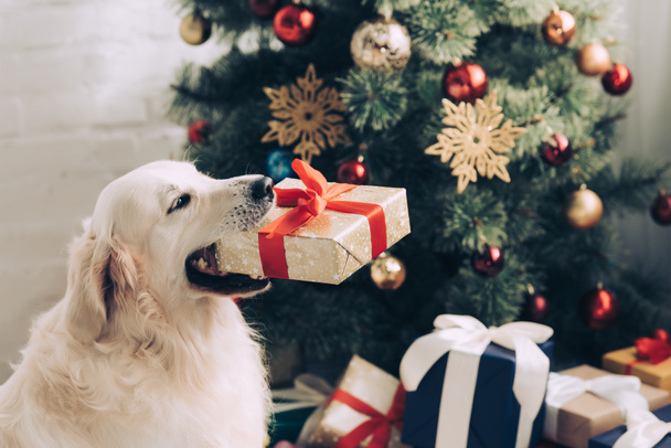 lähikuva söpö kultainen noutaja istuu lahjapaketti suussa lähellä joulukuusi kotona
 - Valokuva, kuva
