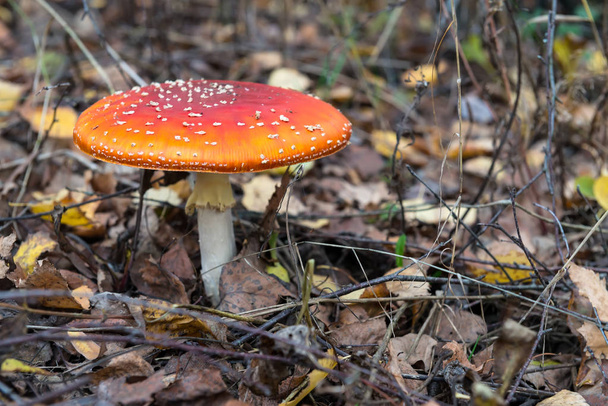 De rode en witte giftige paddestoel of paddenstoel genoemd ly Agaric - Foto, afbeelding