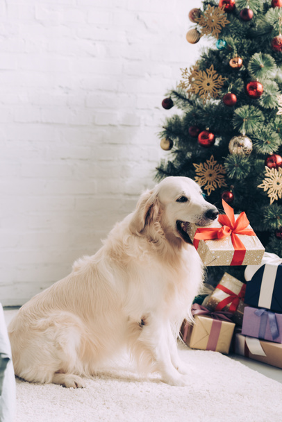 adorable golden retriever sitting with gift box in mouth near christmas tree at home - Foto, afbeelding