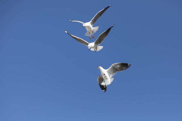 Gaivotas voando pegar comida no ar
 - Foto, Imagem