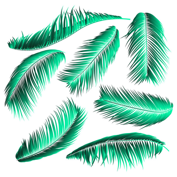 Palm Leaf Vector Illustration EPS10. Tropical Leaves. Realistic Coconut Foliage Set. Floral Elements. Collection of Jungle Plants. Summer Palm Leaf for Pattern, Print, Fabric or Your Trendy Design. - Vector, Image