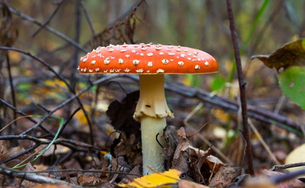 Lo sgabello velenoso rosso e bianco o fungo chiamato ly Agaric
 - Foto, immagini