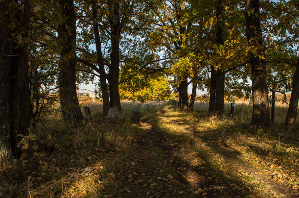 Camino de otoño dejando en la distancia
 - Foto, imagen