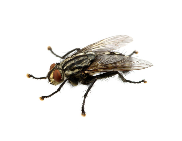 mosca aislada sobre un blanco - Foto, Imagen