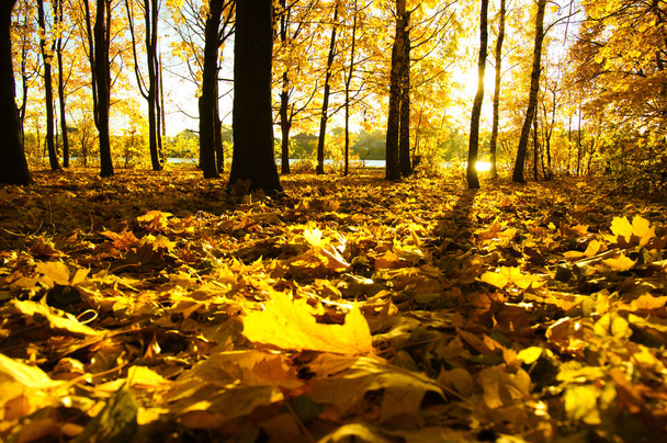  公園の太陽の下の秋の木 - 写真・画像