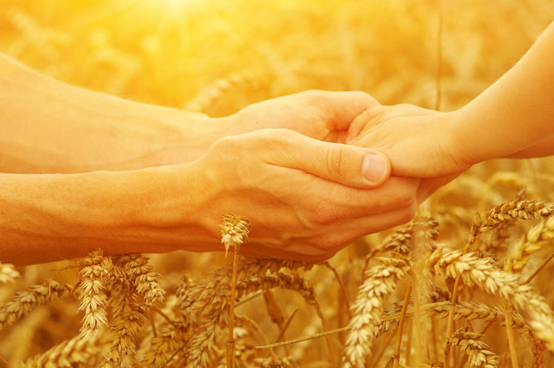 Руки отца и дочери на солнце. Держа друг друга на пшеничном поле - Фото, изображение