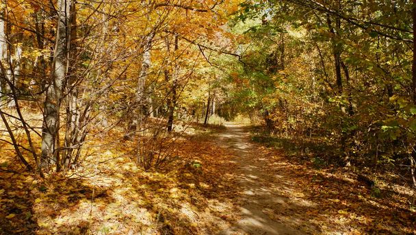 Na podzim stromy v lese. Zlaté a oranžové barvy listí - Fotografie, Obrázek