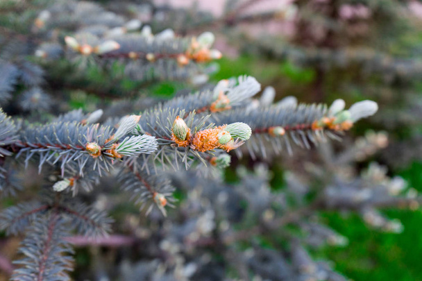 Young branches of spruce. blue spruce is a rare tree. - Foto, Imagem