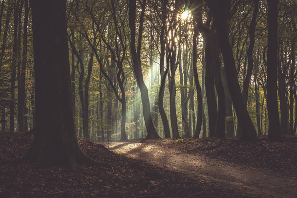 speulderbos die "tanzenden" Bäume speulder- und sprielderbos einer der ältesten und schönsten Wälder der Niederlande. - Foto, Bild