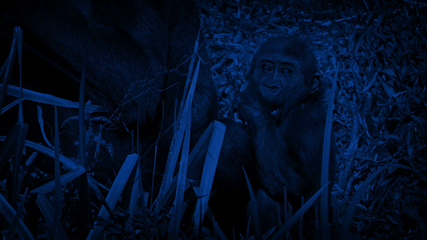 Gorillababy wird nachts von Mutter gefressen - Filmmaterial, Video