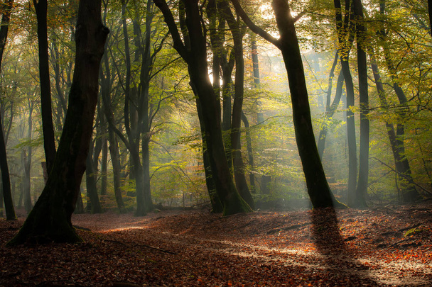 A "dancing" fák, Speulder - és Sprielderbos, az egyik legrégebbi és legszebb erdők Hollandiában Speulderbos. - Fotó, kép
