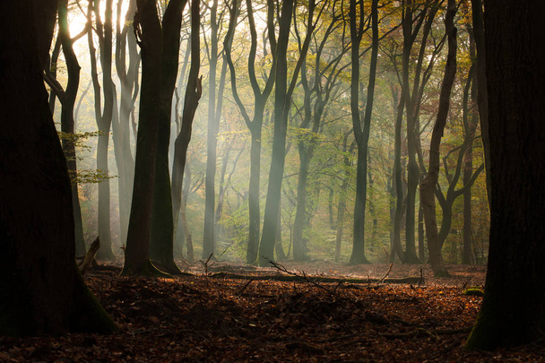 Speulderbos As árvores "dançando" Speulder- e Sprielderbos uma das florestas mais antigas e mais bonitas da Holanda
. - Foto, Imagem