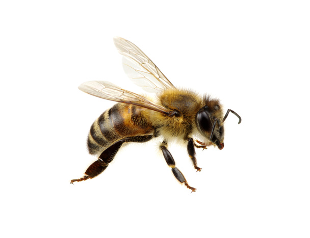 Včela izolovaná na bílém - Fotografie, Obrázek