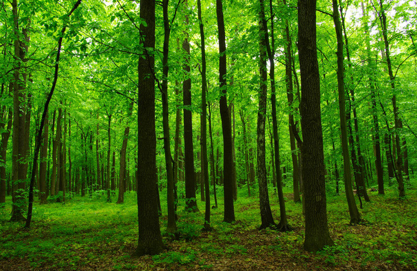 красивый зеленый лес весной - Фото, изображение