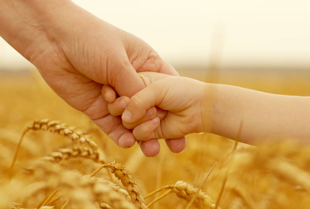 Manos de madre e hija abrazándose unas a otras en el campo de trigo
 - Foto, imagen