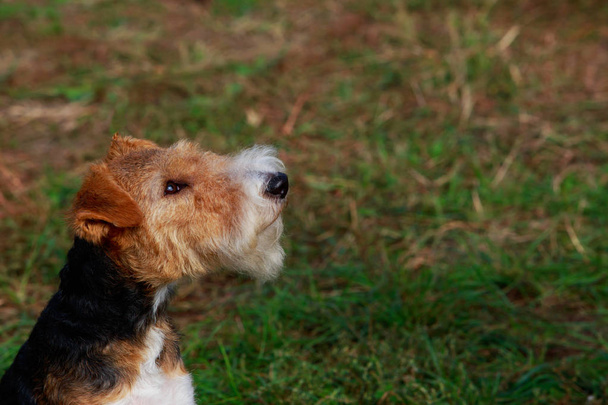 Hondenras Fox terrier zittend op een gras - Foto, afbeelding
