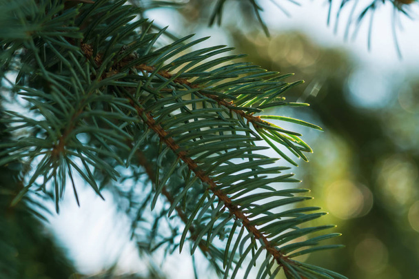 The branches of spruce and pine close-up for postcards. New Year and Christmas is coming - Photo, Image