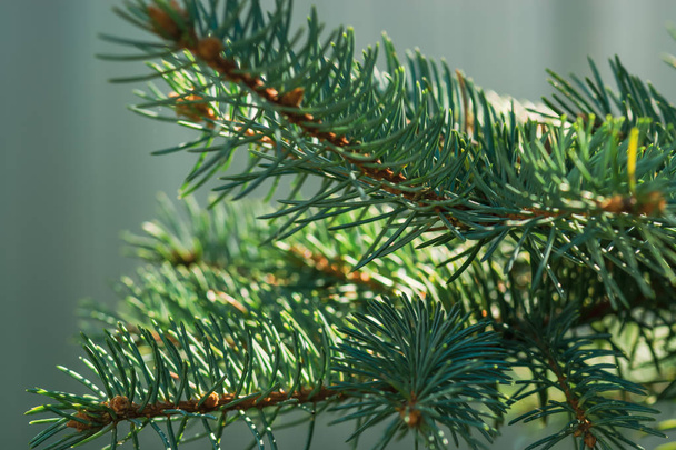 Os ramos de abeto e pinheiro close-up para cartões postais. Ano Novo e Natal está chegando
 - Foto, Imagem
