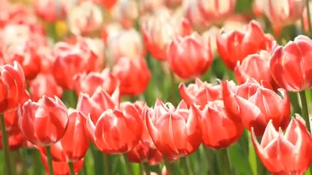 Flowerbed of red tulips in the summer. - Footage, Video