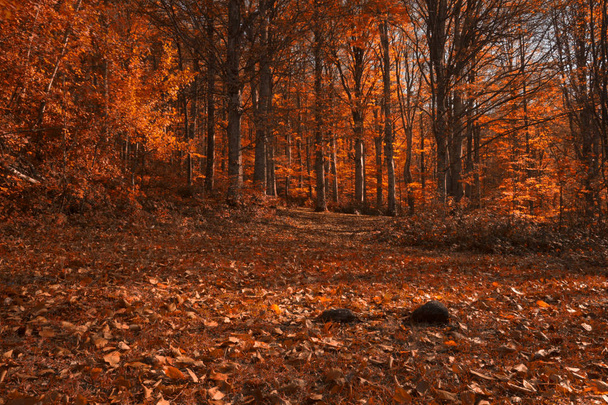Δάσος και το μονοπάτι καλύπτεται με χρώματα του φθινοπώρου - Φωτογραφία, εικόνα