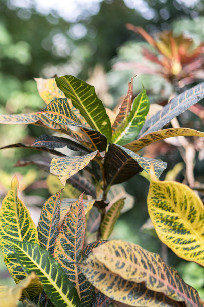 Croton with large yellow-green leaves. - Foto, Bild
