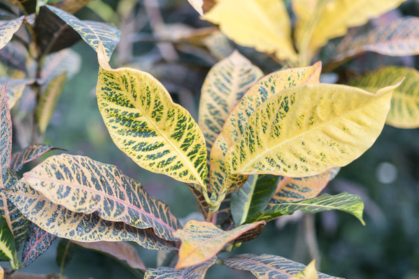Croton z dużych żółto zielone liście - Zdjęcie, obraz