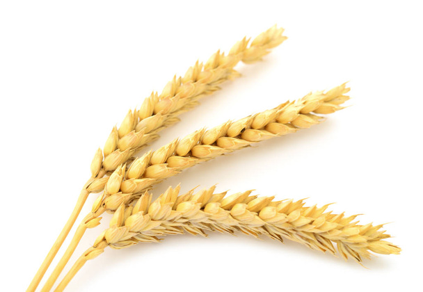 Довгі вуха пшениці ізольовані на білому тлі
. - Фото, зображення