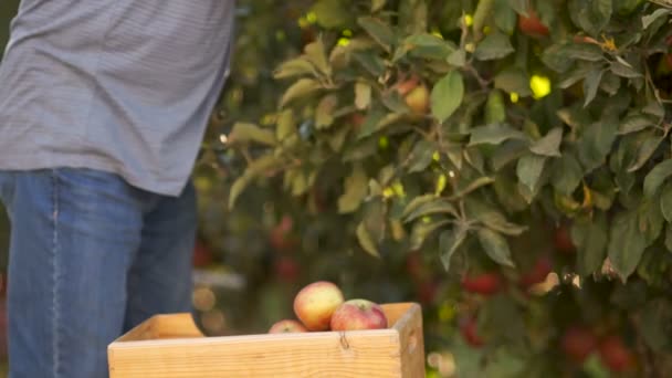 Alimentos crudos, recogiendo fruta fresca en el jardín. Primer plano, las manos rasgan las manzanas maduras de un árbol y las ponen en una caja de madera
 - Metraje, vídeo