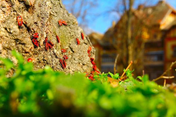 coléoptères rouges au soleil printanier
 - Photo, image