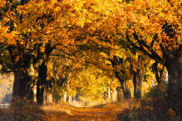 Sfondo foresta autunno. Luminosa foresta autunnale con luce solare e alberi con fogliame giallo. Sentiero forestale coperto da vibrante fogliame autunnale
. - Foto, immagini