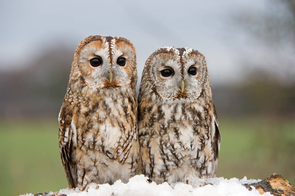 Tawny Owls (Strix aluco) perched on a branch - Photo, Image
