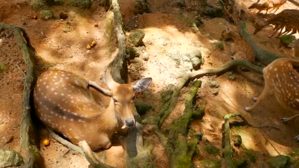 Scène animalière. Jeune cerf à queue blanche en jachère, mammifère sauvage dans la forêt environnante. Repéré, Chitals, Fromage, Axe
 - Séquence, vidéo