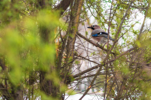Jay oiseau en hiver est assis parmi les branches
 - Photo, image