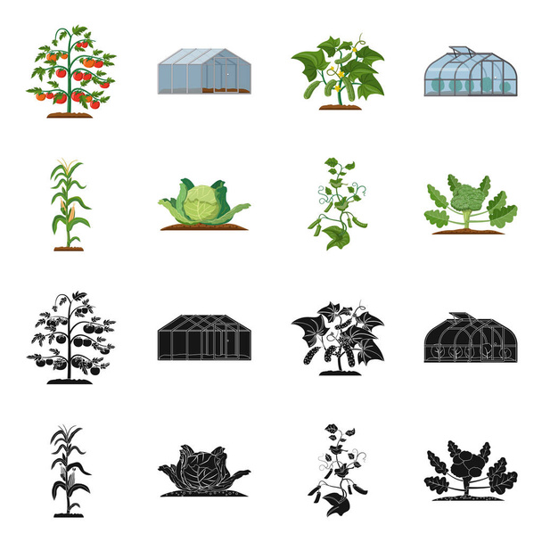 Vector ontwerp van broeikasgassen en plant symbool. Collectie van serre en tuin aandelensymbool voor web. - Vector, afbeelding