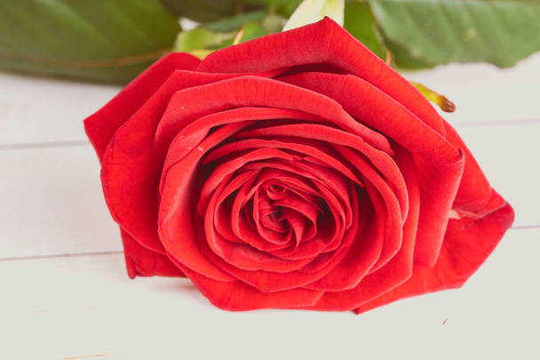 Red rose on a wooden background, with water drops on the petals. Artistic image of colorful beautiful flower for greeting cards. Feast of Saint Valentine background with red rose - Foto, imagen