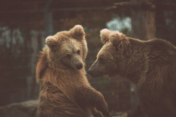 giovane orso con madre orso adulto
 - Foto, immagini