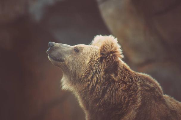 majestátní hlavu dospělého medvěda - Fotografie, Obrázek