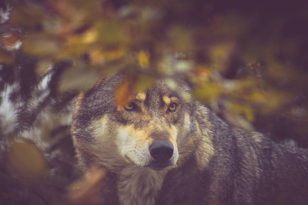 autumn landscape with dominant wolf head - Photo, Image