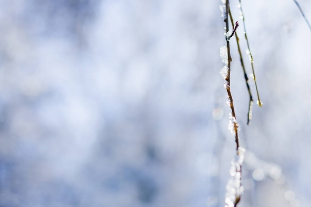 柳の木の枝に背景をぼかした写真に雪があるのクローズ アップ - 写真・画像