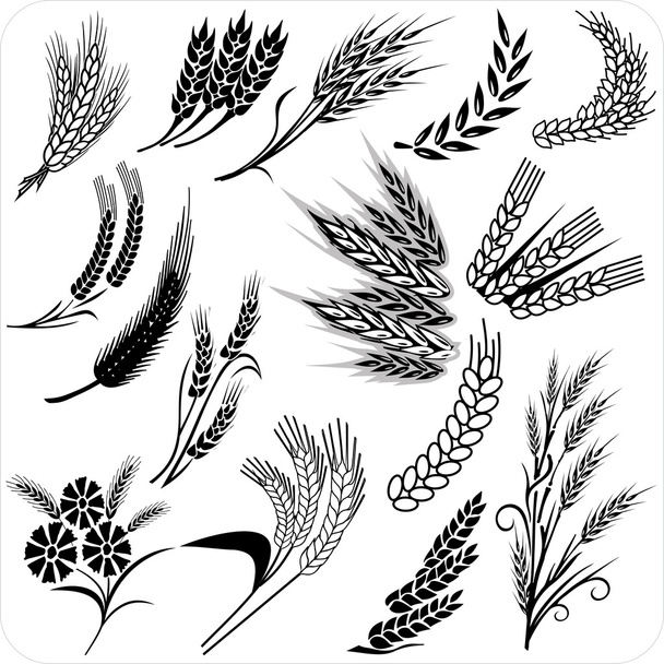 Wheat ears collection - Vector, Image