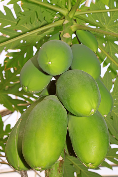 papaya tree - Foto, Bild