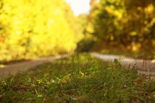 Beautiful view of grass on country road near autumn forest, closeup - Fotoğraf, Görsel