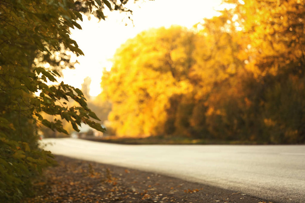 Beautiful view of asphalt road near autumn forest - Foto, Imagem