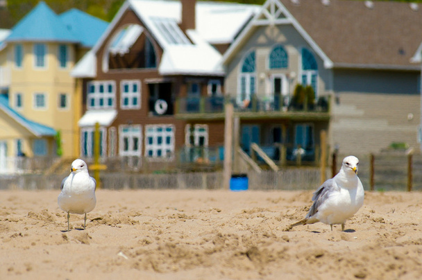 Seagull on the beach - Photo, Image