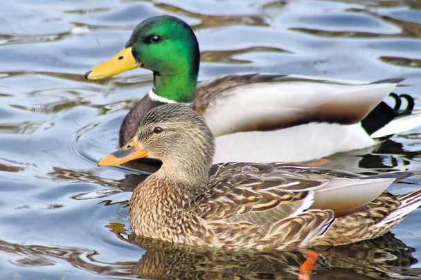 Breeding Pair Of Mallard Ducks - Photo, Image