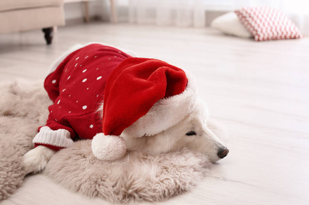 Cute dog in warm sweater and Christmas hat on floor at home - Fotó, kép